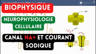 ⭐Biophysique⭐  Neurophysiologiecanal Na et courant sodique [upl. by Esau]