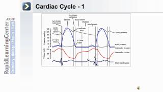 The Cardiovascular System Heart  Part 3 of 3 [upl. by Buzzell]