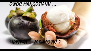 118 MangostanJak wysiać mangostan Mangostan z pestkiJak przygotować nasiona do wysiewu [upl. by Alicia]