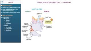 Anatomy and Physiology Larynx [upl. by Ybba313]