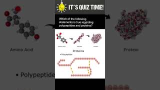 Polypeptides vs Proteins [upl. by Otrevlig930]