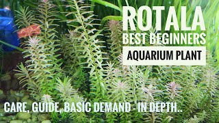 Rotala Plant Rotala rotundifoliaTank viewscare Information and Guide [upl. by Ymmik]