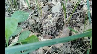 KUZU GÖBEĞİ SEVENLER Morel Lovers Morchella esculenta 12 04 2024 [upl. by Weisbrodt849]