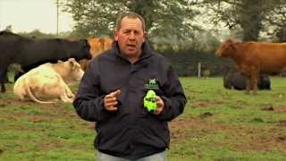 Moocall Calving Sensors Overview [upl. by Prud153]