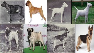 How Years of Breeding Destroyed Popular Dog Breeds [upl. by Annadroj679]