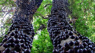 How they Harvest amp Process Tons of Jabuticaba Fruit in Brazil [upl. by Perle]