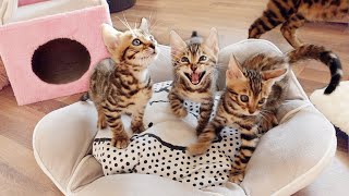 Bengal Kittens Cant stop Screaming Chirping and Meowing [upl. by Elenahc]