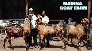 Big sirohi goats at madina goat farm [upl. by Rosenstein]