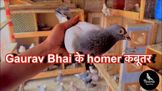 Homer kabootaron ka shokHomer pigeon [upl. by Grey]