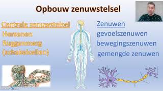 Zenuwstelsel  thema 5 regeling Biodam  1 van 3 [upl. by Tesler]