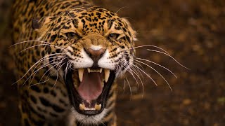 Leopard Documentary  Big Cats Wildlife HD [upl. by Adlig]