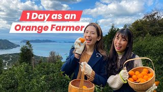 A Day at a Mandarin Orange Farm in Ehime Shikoku [upl. by Ecydnarb]