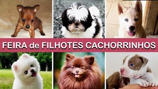 PREÇO dos Filhotes CACHORRINHOS filhotesdecachorros cachorroderaca feira [upl. by Aseneg102]