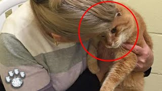 Woman Adopts Cat from Shelter the Next Day a Miracle Unfolds [upl. by Arinaid]