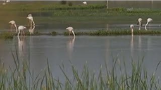 La Vera y La Marisma Parque Nacional de Doñana Huelva [upl. by Airdni]