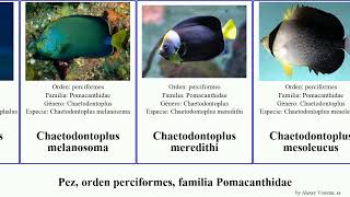 Pez orden perciformes familia Pomacanthidae centropyge chaetodontoplus pomacanthus fish dos Rum [upl. by Vlad]