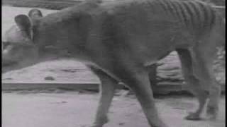 Historical thylacine Tasmanian Tiger film 5  Beaumaris Zoo Hobart 19 December 1933 [upl. by Adnilam]