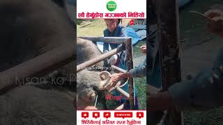 Dehorning procedure in buffalo agriculture machinery amazingfacts [upl. by Troy897]