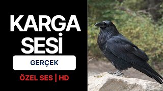 KARGA SESİ GERÇEK  HD °ÖZEL SES°  KARGA ÖTÜŞÜ [upl. by Meaghan]