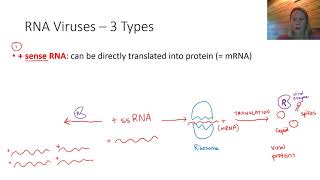 Replication of RNA Viruses [upl. by Akinert]