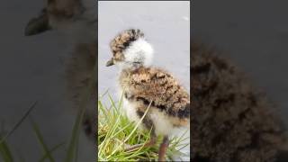 Tatiri bird  Red wattled lapwing baby  chick 🐥 [upl. by Landre]