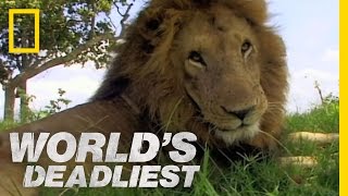 Lion vs Lion  Worlds Deadliest [upl. by Asilav]