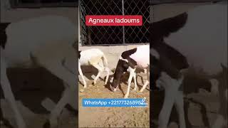 Ladoum Sénégal mouton 🐑 bergerie AHD 🙏🏾❤️🙏🏾 [upl. by Eikcid]