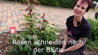 Rosen schneiden nach der Blüte  Anleitung wie es garantiert gelingt [upl. by Tierney252]