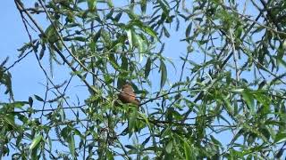 Chaffinch UK Wildlife [upl. by Januisz288]