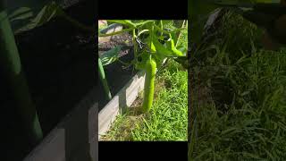 20240719 Harvest the first calabash Bottle gourd whiteflowered gourd this year [upl. by Ettenim]