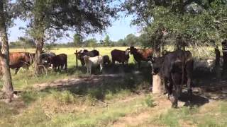 Crossbred Pairs Charolais Calves [upl. by Nomad]