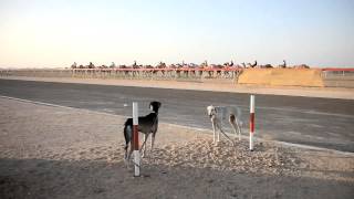 The sport of Saluki racing [upl. by Ayeka]