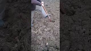 Digging a hole quickly and easily shorts [upl. by Honeyman]