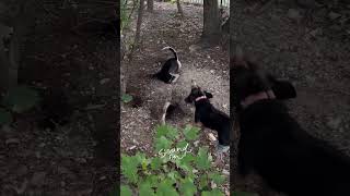 Dog games 😂😂😂😂😂dogloverschannel dogs dogowner nature petowner petowner [upl. by Aicram]