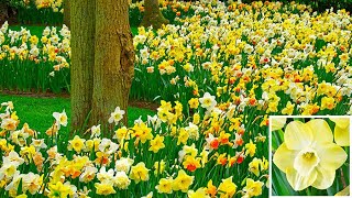 How to Plant Daffodil in the Border Spring Garden Guide [upl. by Nauqas]