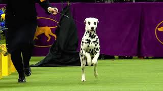 Westminster Dog Show NonSporting Group Highlights [upl. by Semela]