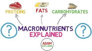 What Are Macronutrients  Macros Explained [upl. by Norby]