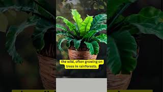 Plant Facts  Birds Nest Fern Asplenium nidus [upl. by Nollahs639]