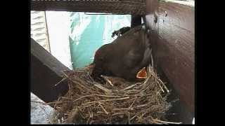 Amsel  Familie  in unserem Garten in Pirna 2012 [upl. by Alram]