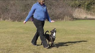 Dog Obedience  starting heelwork [upl. by Anar27]