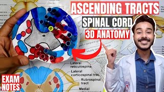 ascending tracts of spinal cord anatomy 3d  spinal cord tracts anatomy [upl. by Evetta53]