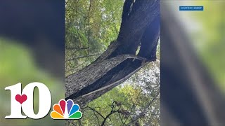 Lightning causes Flint Gap Fire in the Great Smoky Mountains GSMNP says [upl. by Santa]