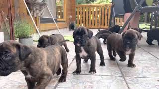 Boxerwelpen  Deutscher Boxer  Puppies  4 Wochen alt 🐶 [upl. by Jaquith235]