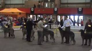 Scottish Deerhounds Scottish breeds Show 2007 [upl. by Ilbert]