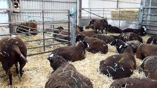 Dizzard Flock of Zwartbles Sheep  Ladies in Waiting [upl. by Baldwin856]