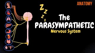 Parasympathetic Nervous System EASY SCHEME [upl. by Dulcy]