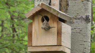 Wren builds nest in bird house [upl. by Parfitt971]