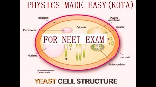 SOLVED MCQs PART  III BIOMOLECULES YEAST CELL TRANSPORT IN PLANTS MINERAL NUTRITION FOR NEET1 [upl. by Atoiganap]