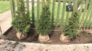 How To Learn Planting Evergreen Hedge [upl. by Chappelka346]