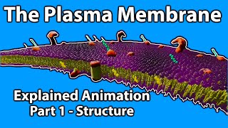 What is the Plasma Membrane [upl. by Eryt690]